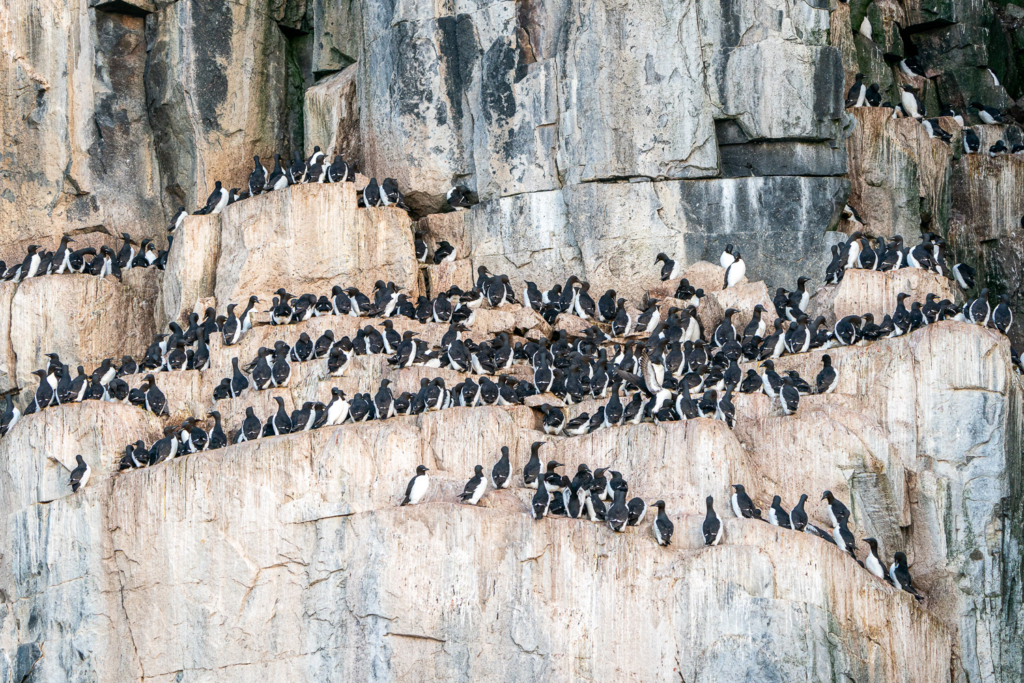 Fotoexpedition till isbjörnens rike, Svalbard. Fotoresa med Wild Nature fotoresor. Foto Floris Smeets