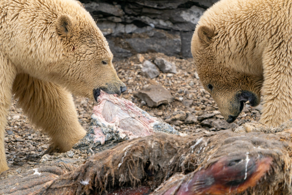 Fotoexpedition till isbjörnens rike, Svalbard. Fotoresa med Wild Nature fotoresor. Foto Floris Smeets