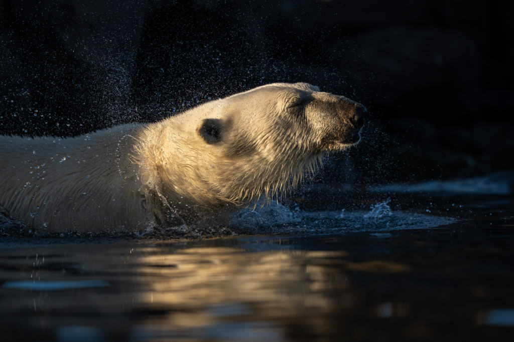 Fotoexpedition till isbjörnens rike, Svalbard. Fotoresa med Wild Nature fotoresor. Foto Floris Smeets