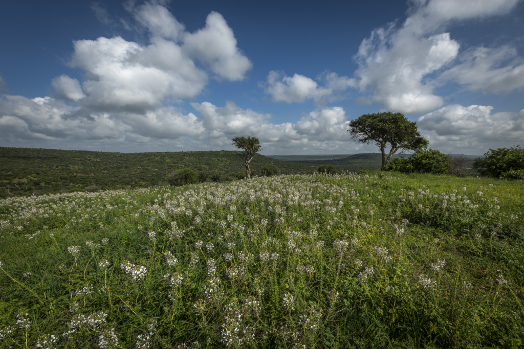 Laikipias svarta vålnad, Kenya. Fotoresa med Wild Nature fotoresor. Foto: Frida Hermansson