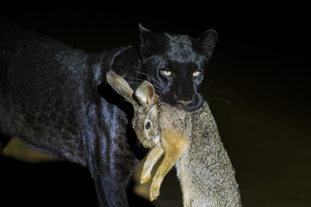 Laikipias svarta vålnad, Kenya. Fotoresa med Wild Nature fotoresor. Foto: Frida Hermansson