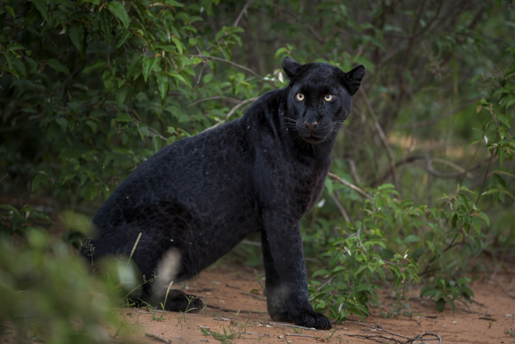 Laikipias svarta vålnad, Kenya. Fotoresa med Wild Nature fotoresor. Foto: Frida Hermansson