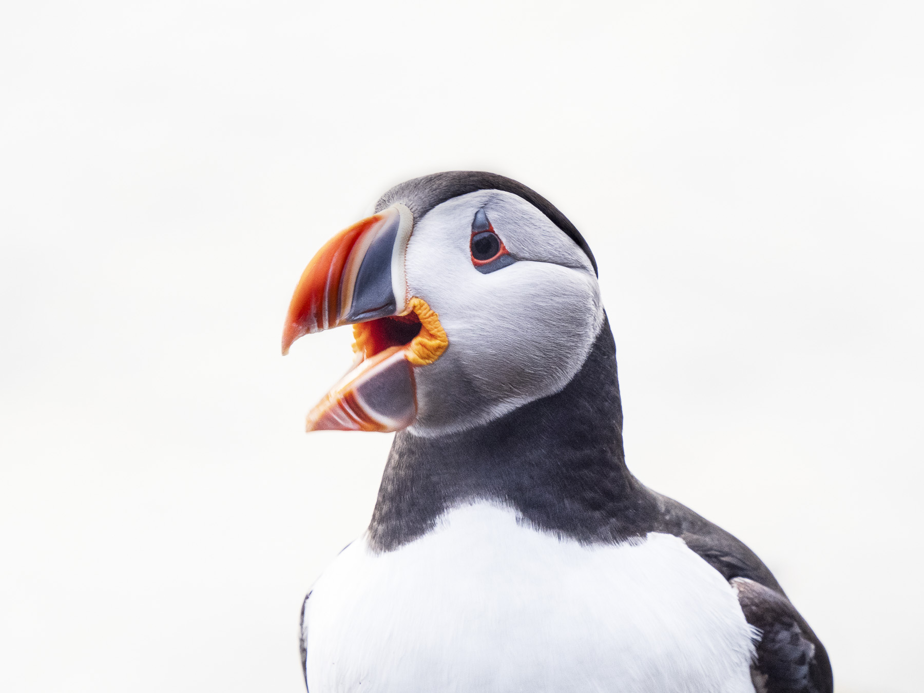 Arktiskt sommarfågelprakt i Varanger , Norge. Fotoresa med Wild Nature fotoresor. Foto: Henrik Karlsson