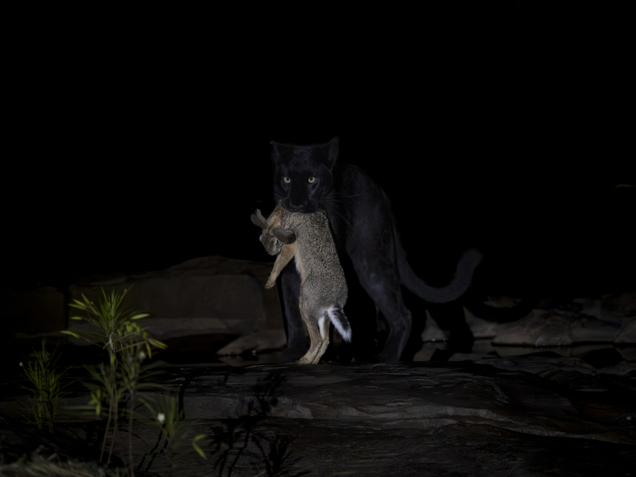 Laikipias svarta vålnad, Kenya. Fotoresa med Wild Nature fotoresor. Foto: Henrik Karlsson