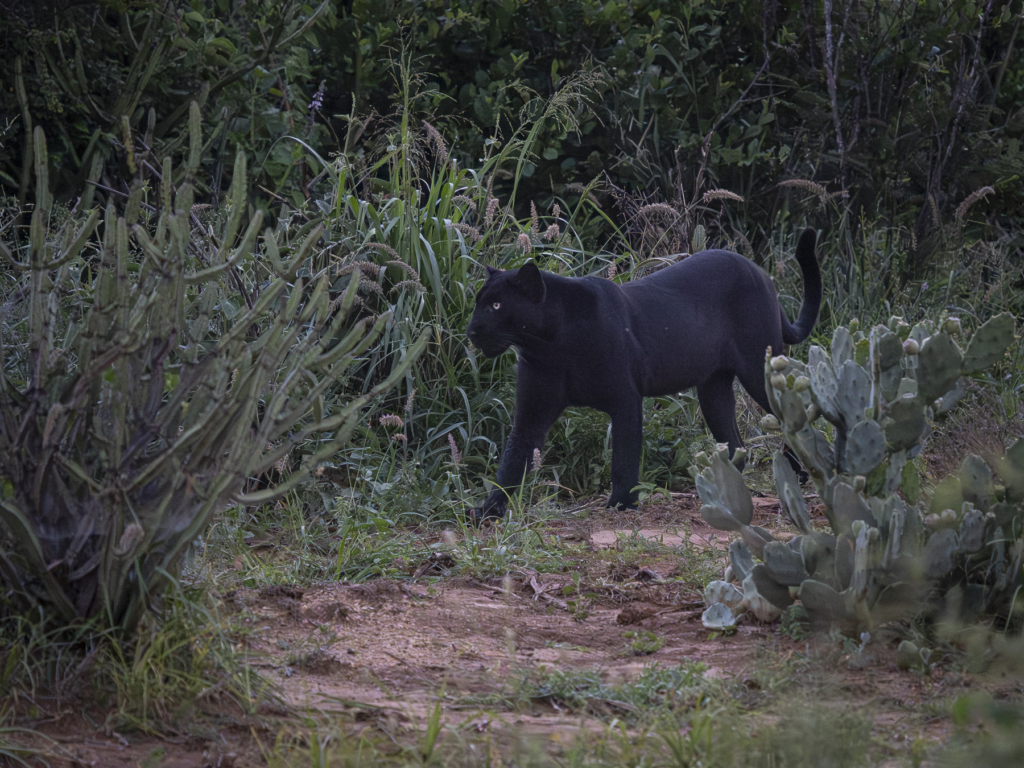 Laikipias svarta vålnad, Kenya. Fotoresa med Wild Nature fotoresor. Foto: Henrik Karlsson