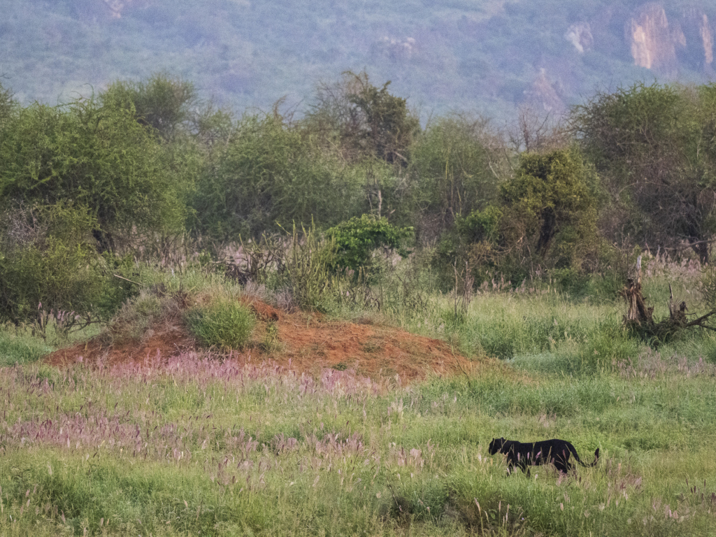 Laikipias svarta vålnad, Kenya. Fotoresa med Wild Nature fotoresor. Foto: Henrik Karlsson