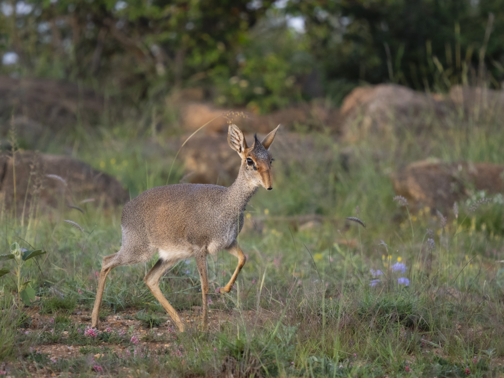 Laikipias svarta vålnad, Kenya. Fotoresa med Wild Nature fotoresor. Foto: Henrik Karlsson