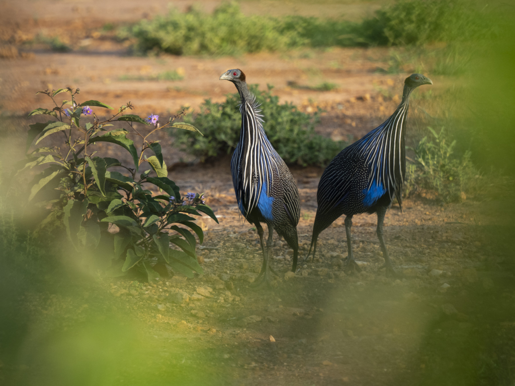 Laikipias svarta vålnad, Kenya. Fotoresa med Wild Nature fotoresor. Foto: Henrik Karlsson