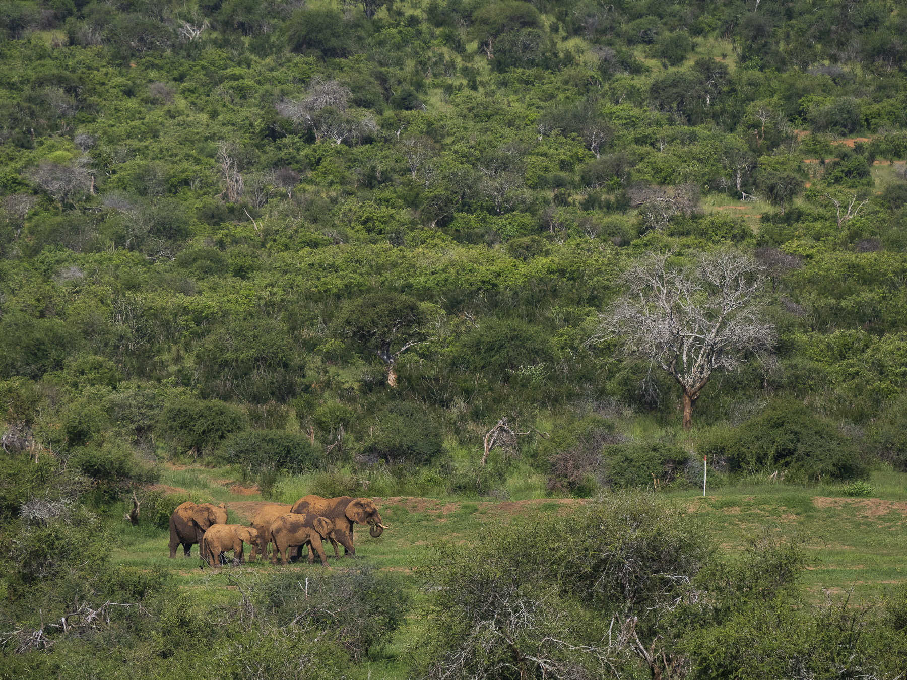 Laikipias svarta vålnad, Kenya. Fotoresa med Wild Nature fotoresor. Foto: Henrik Karlsson