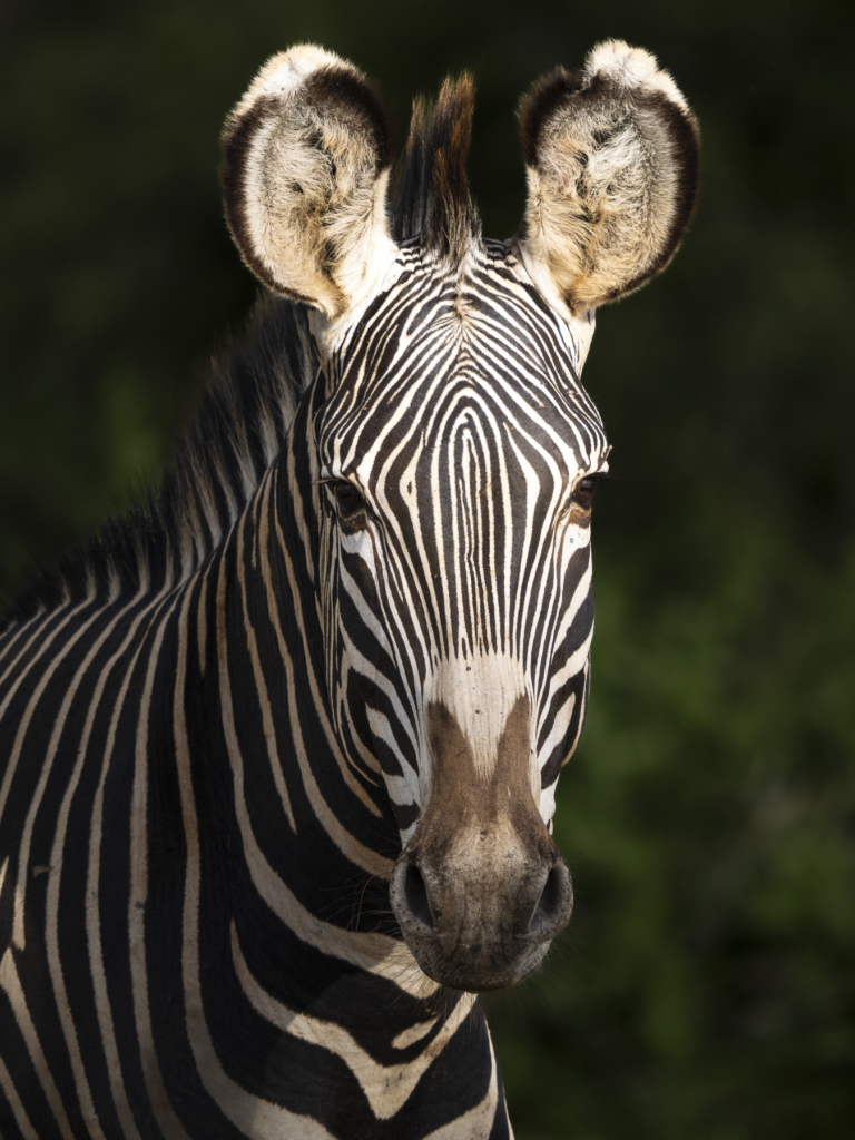 Laikipias svarta vålnad, Kenya. Fotoresa med Wild Nature fotoresor. Foto: Henrik Karlsson