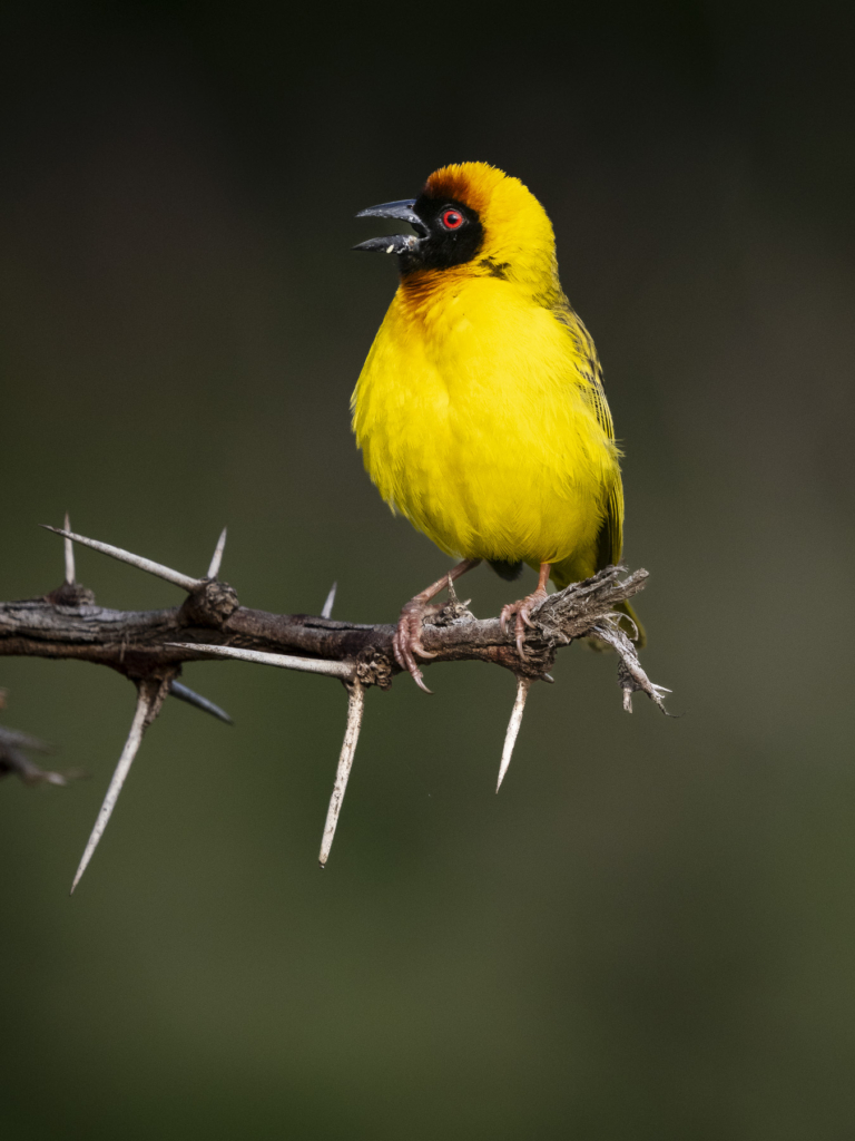 Laikipias svarta vålnad, Kenya. Fotoresa med Wild Nature fotoresor. Foto: Henrik Karlsson