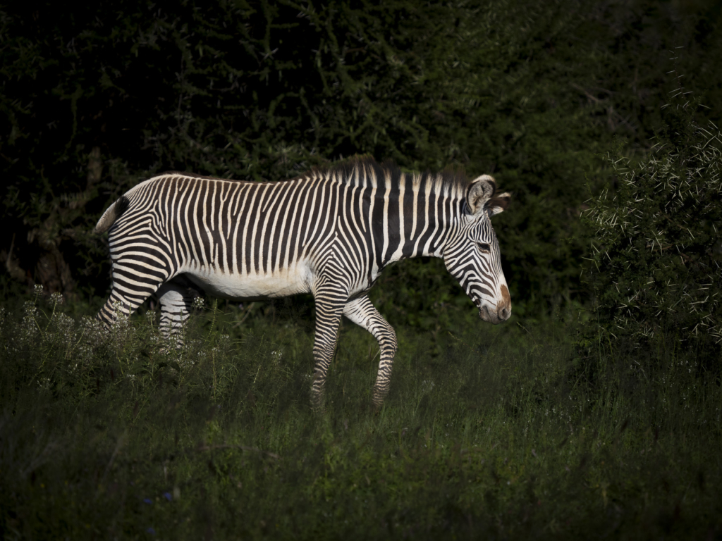 Laikipias svarta vålnad, Kenya. Fotoresa med Wild Nature fotoresor. Foto: Henrik Karlsson