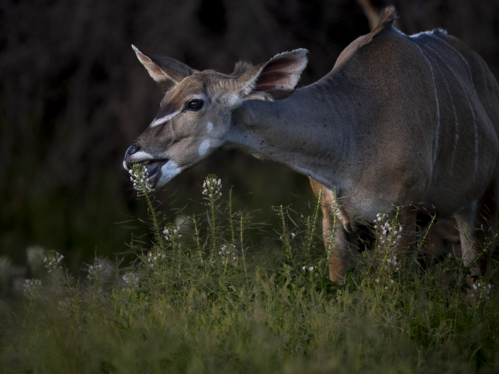 Laikipias svarta vålnad, Kenya. Fotoresa med Wild Nature fotoresor. Foto: Henrik Karlsson