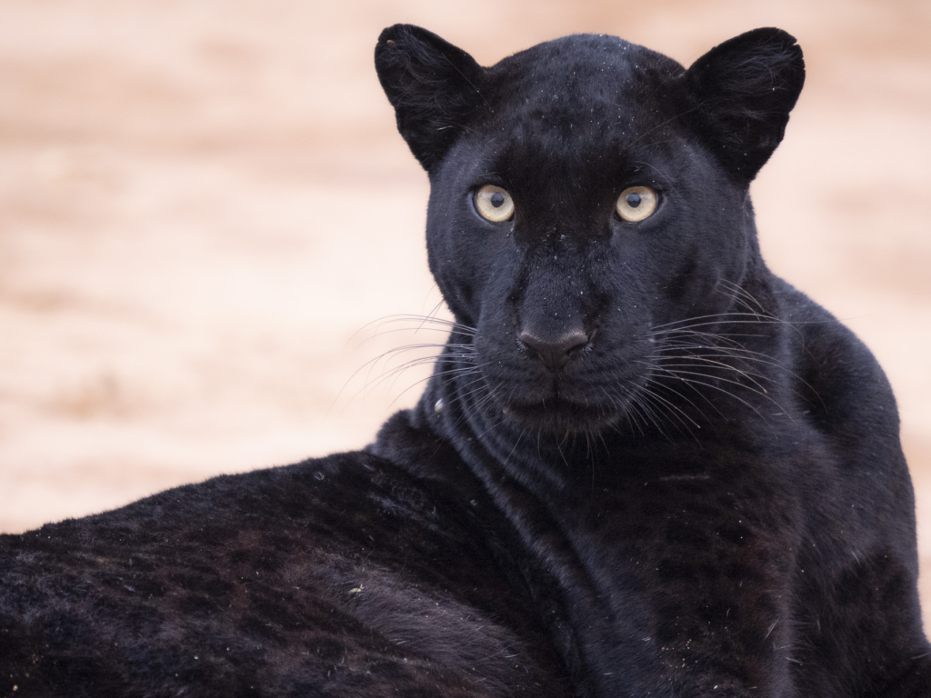 Laikipias svarta vålnad, Kenya. Fotoresa med Wild Nature fotoresor. Foto: Henrik Karlsson