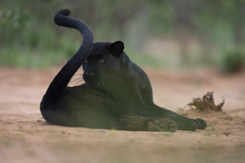 Laikipias svarta vålnad, Kenya. Fotoresa med Wild Nature fotoresor. Foto: Magnus Martinsson