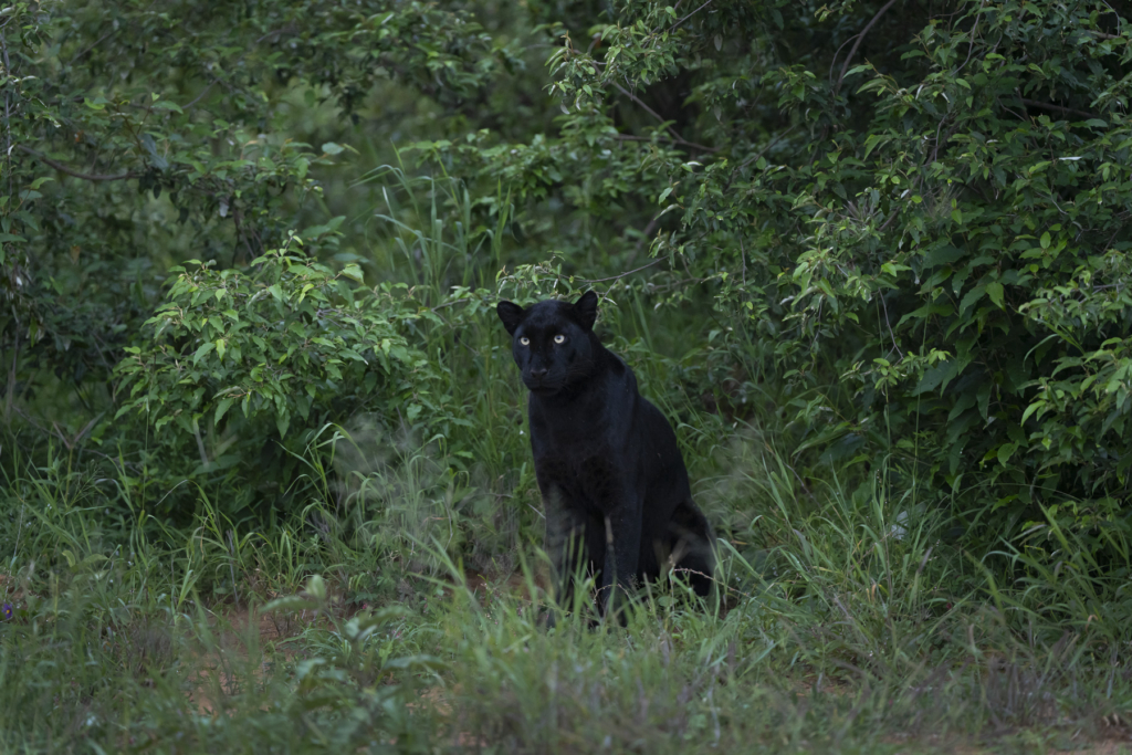 Laikipias svarta vålnad, Kenya. Fotoresa med Wild Nature fotoresor. Foto: Magnus Martinsson