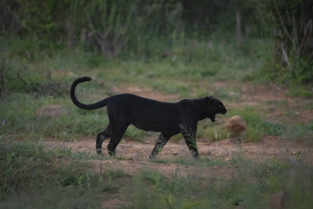 Laikipias svarta vålnad, Kenya. Fotoresa med Wild Nature fotoresor. Foto: Magnus Martinsson