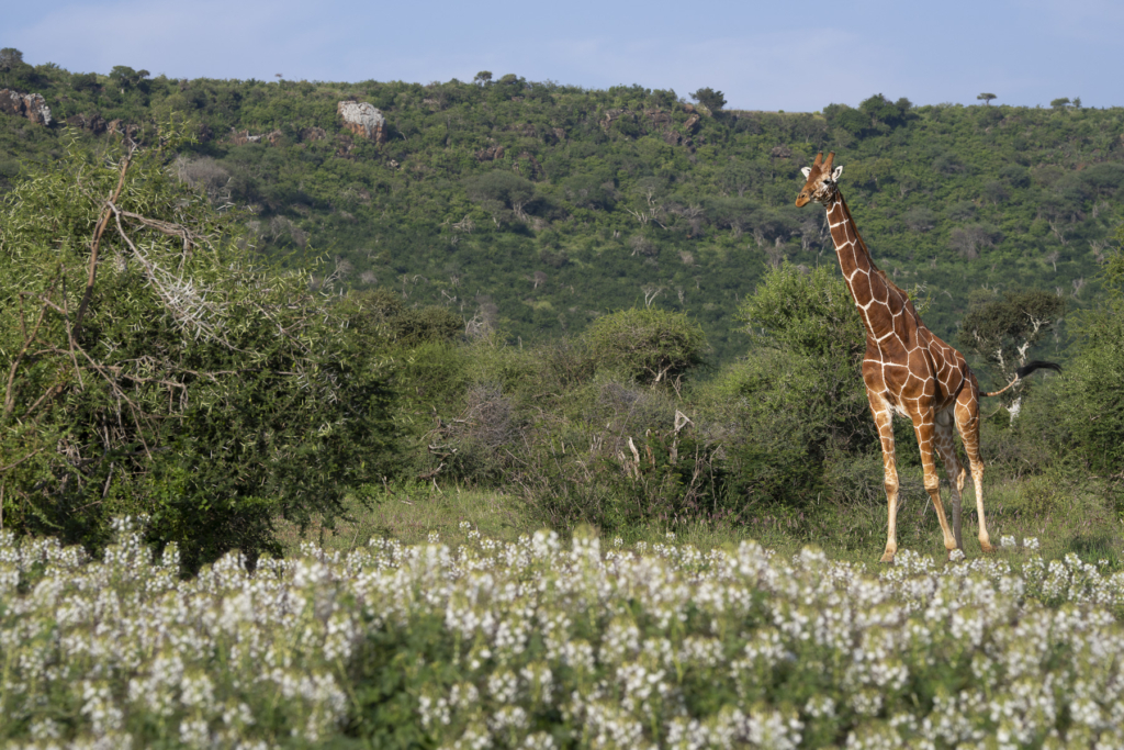 Laikipias svarta vålnad, Kenya. Fotoresa med Wild Nature fotoresor. Foto: Magnus Martinsson