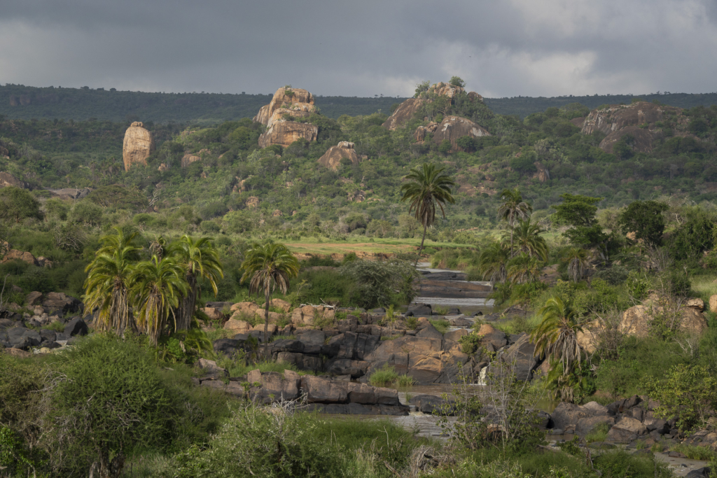 Laikipias svarta vålnad, Kenya. Fotoresa med Wild Nature fotoresor. Foto: Magnus Martinsson