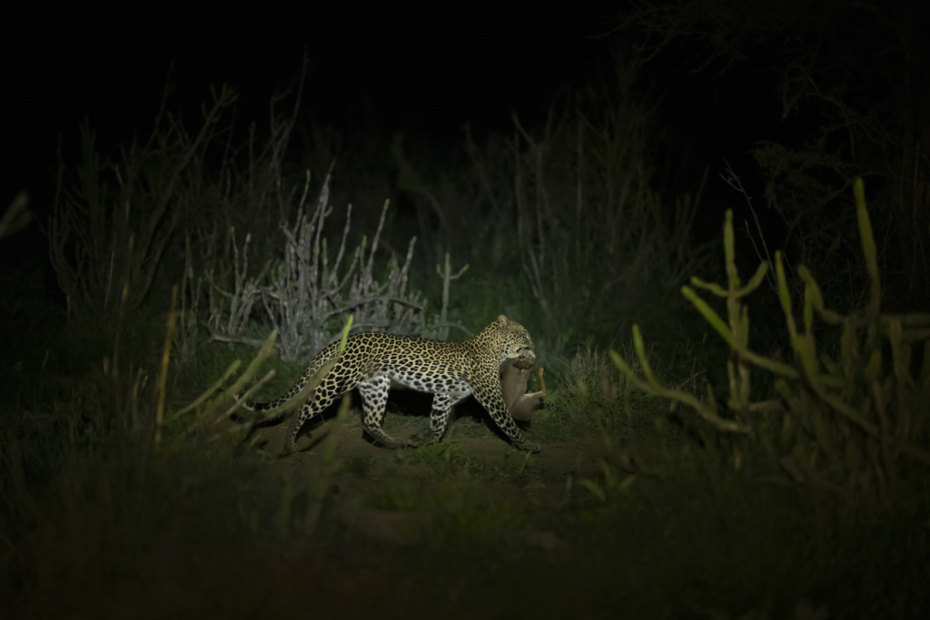 Laikipias svarta vålnad, Kenya. Fotoresa med Wild Nature fotoresor. Foto: Magnus Martinsson