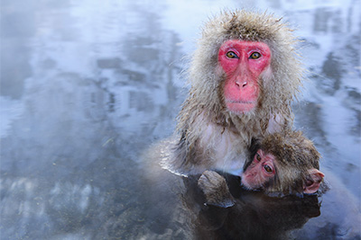 Marvelous Macaques, Japan. Photo tour with Wild Nature Photo Adventures. Photo by Henrik Karlsson