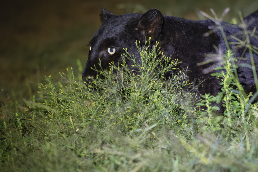 Laikipias svarta vålnad, Kenya. Fotoresa med Wild Nature fotoresor. Foto: Staffan Widstrand