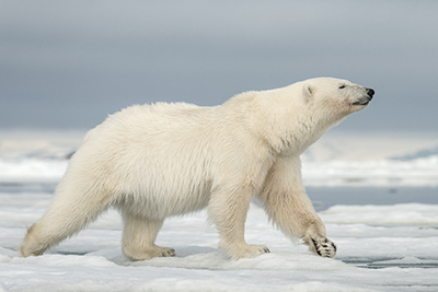 Fotoexpedition till isbjörnens rike, Svalbard. Fotoresa med Wild Nature fotoresor. Foto Frida Hermansson