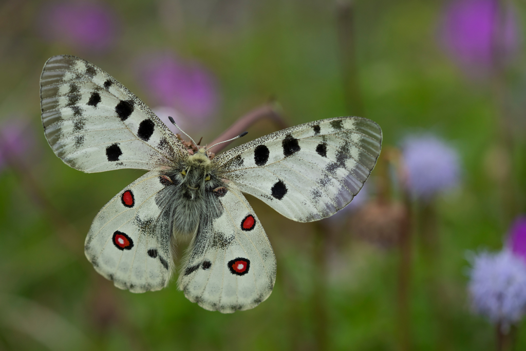 Högsommarens små flygande juveler, Gotland. Fotoresa med Wild Nature fotoresor. Foto: Magnus Martinsson