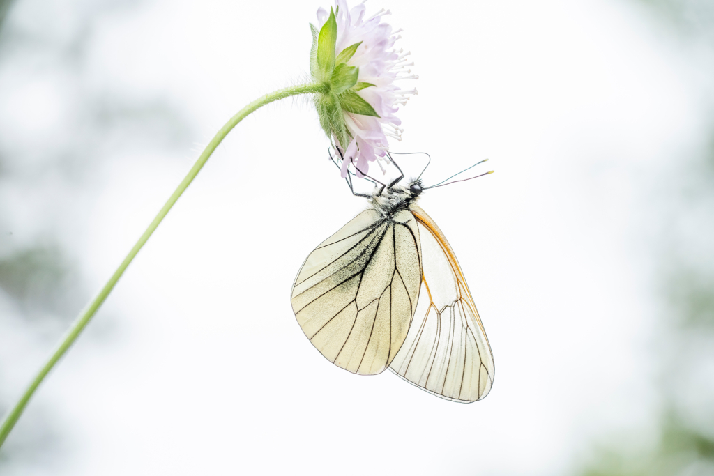 Högsommarens små flygande juveler, Gotland. Fotoresa med Wild Nature fotoresor. Foto: Magnus Martinsson