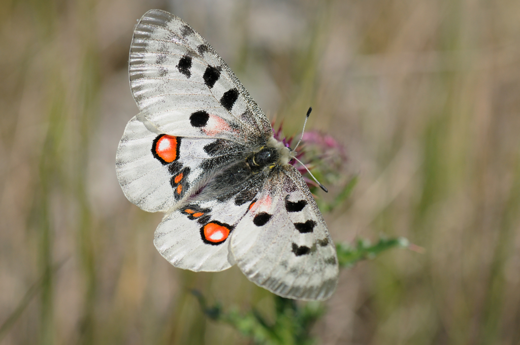 Högsommarens små flygande juveler, Gotland. Fotoresa med Wild Nature fotoresor. Foto: Magnus Martinsson