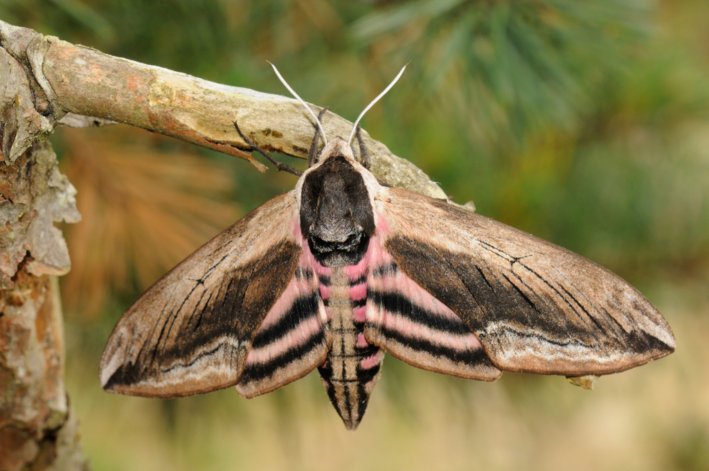 Högsommarens små flygande juveler, Gotland. Fotoresa med Wild Nature fotoresor. Foto: Magnus Martinsson