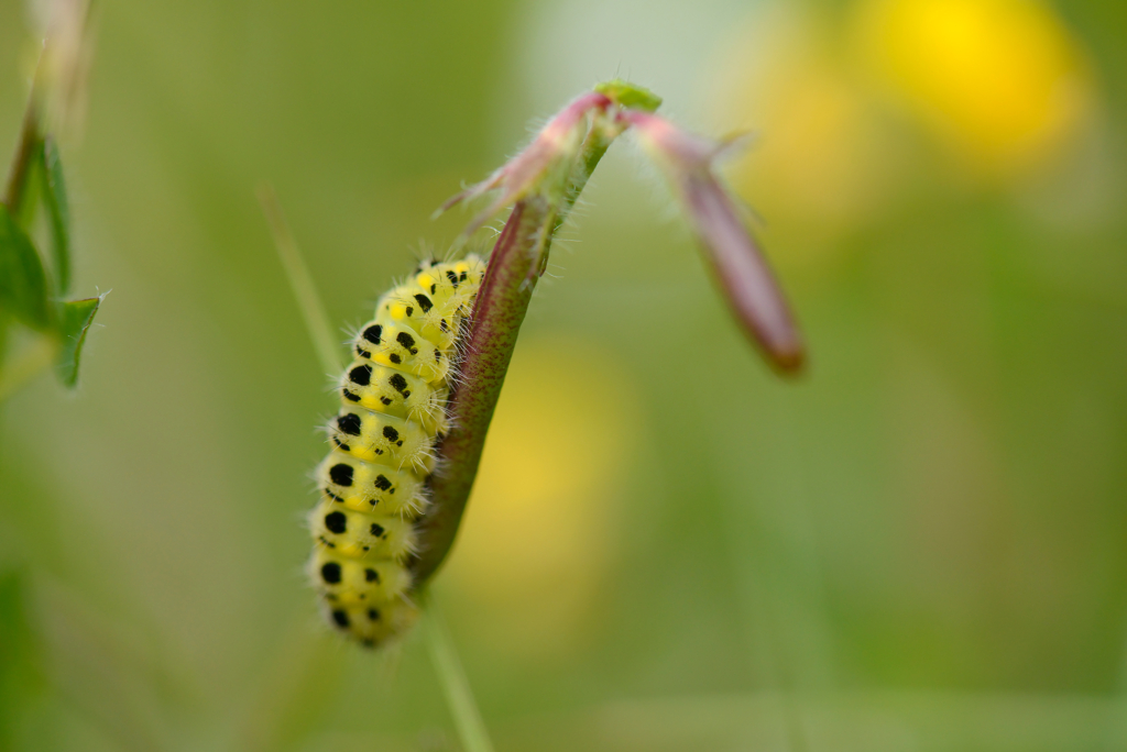 Högsommarens små flygande juveler, Gotland. Fotoresa med Wild Nature fotoresor. Foto: Magnus Martinsson