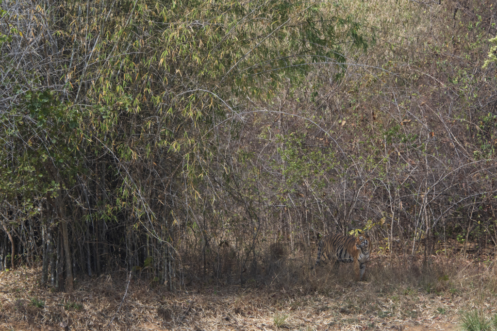 Tiger, tiger och tiger i Bandhavgarh och Tadoba nationalparker, Indien. Fotoresa med Wild Nature fotoresor. Foto: Henrik Karlsson