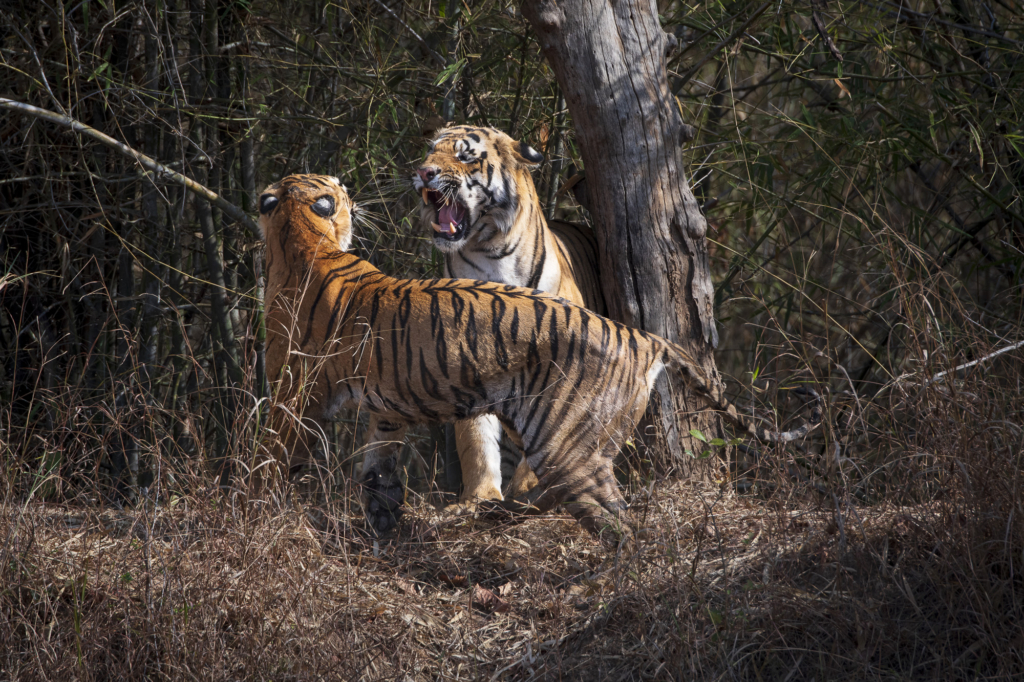 Tiger, tiger och tiger i Bandhavgarh och Tadoba nationalparker, Indien. Fotoresa med Wild Nature fotoresor. Foto: Henrik Karlsson