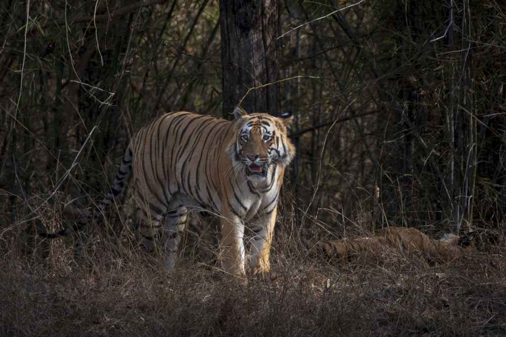 Tiger, tiger och tiger i Bandhavgarh och Tadoba nationalparker, Indien. Fotoresa med Wild Nature fotoresor. Foto: Henrik Karlsson