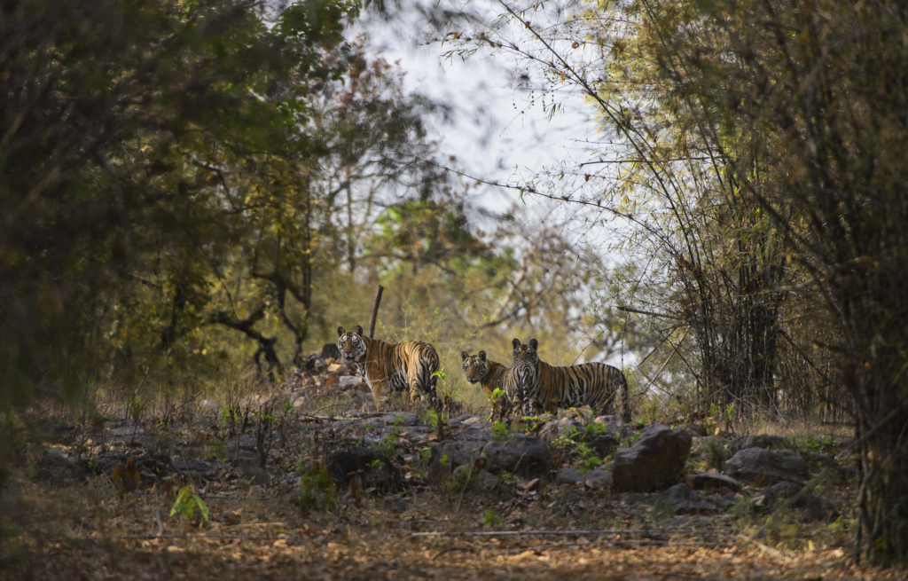 Tiger, tiger och tiger i Bandhavgarh och Tadoba nationalparker, Indien. Fotoresa med Wild Nature fotoresor. Foto: Henrik Karlsson
