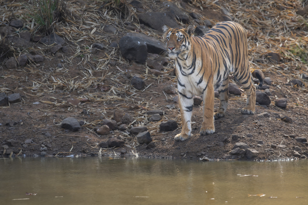 Tiger, tiger och tiger i Bandhavgarh och Tadoba nationalparker, Indien. Fotoresa med Wild Nature fotoresor. Foto: Henrik Karlsson