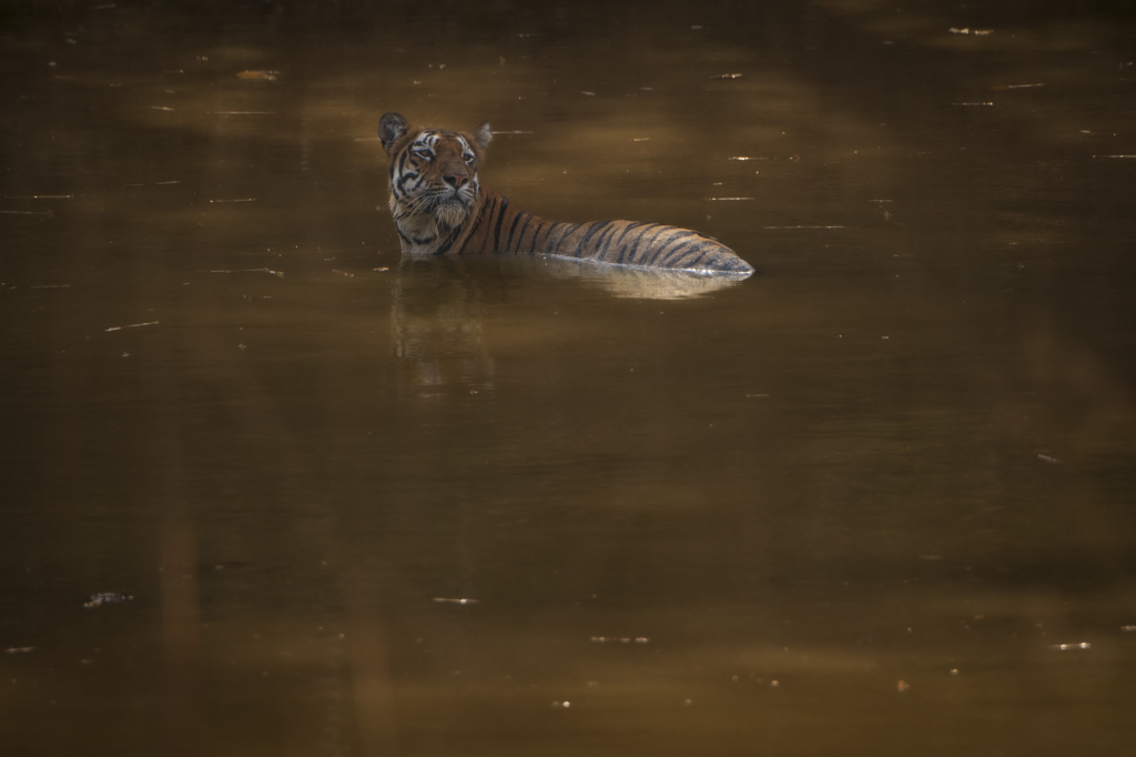 Tiger, tiger och tiger i Bandhavgarh och Tadoba nationalparker, Indien. Fotoresa med Wild Nature fotoresor. Foto: Henrik Karlsson