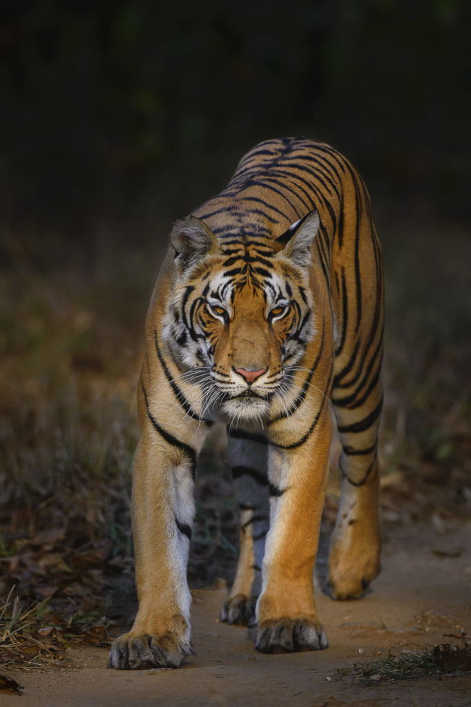 Tiger, tiger och tiger i Bandhavgarh och Tadoba nationalparker, Indien. Fotoresa med Wild Nature fotoresor. Foto: Henrik Karlsson