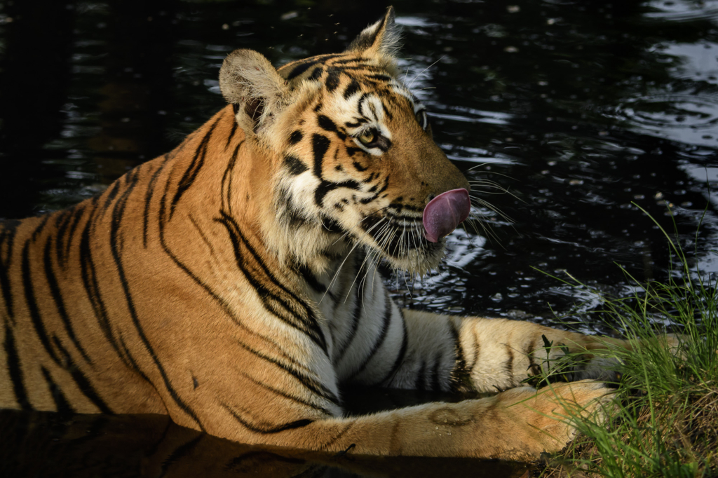 Tiger, tiger och tiger i Bandhavgarh och Tadoba nationalparker, Indien. Fotoresa med Wild Nature fotoresor. Foto: Henrik Karlsson