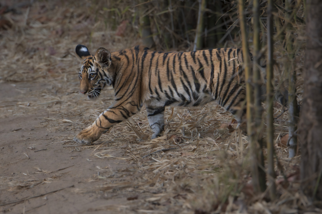 Tiger, tiger och tiger i Bandhavgarh och Tadoba nationalparker, Indien. Fotoresa med Wild Nature fotoresor. Foto: Henrik Karlsson