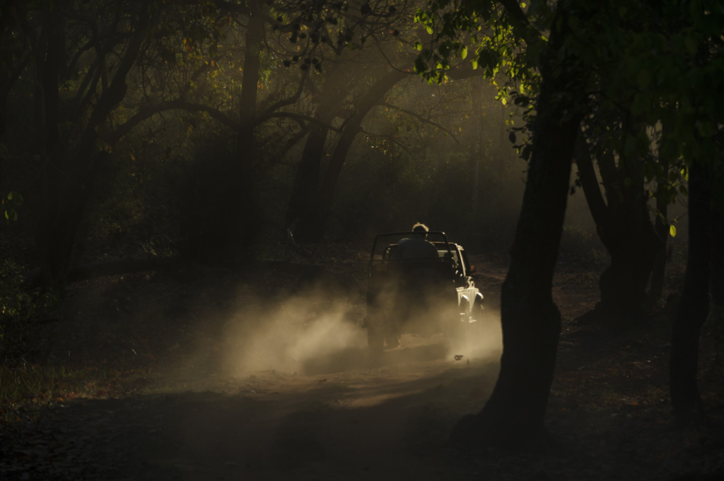 Tiger, tiger och tiger i Bandhavgarh och Tadoba nationalparker, Indien. Fotoresa med Wild Nature fotoresor. Foto: Henrik Karlsson