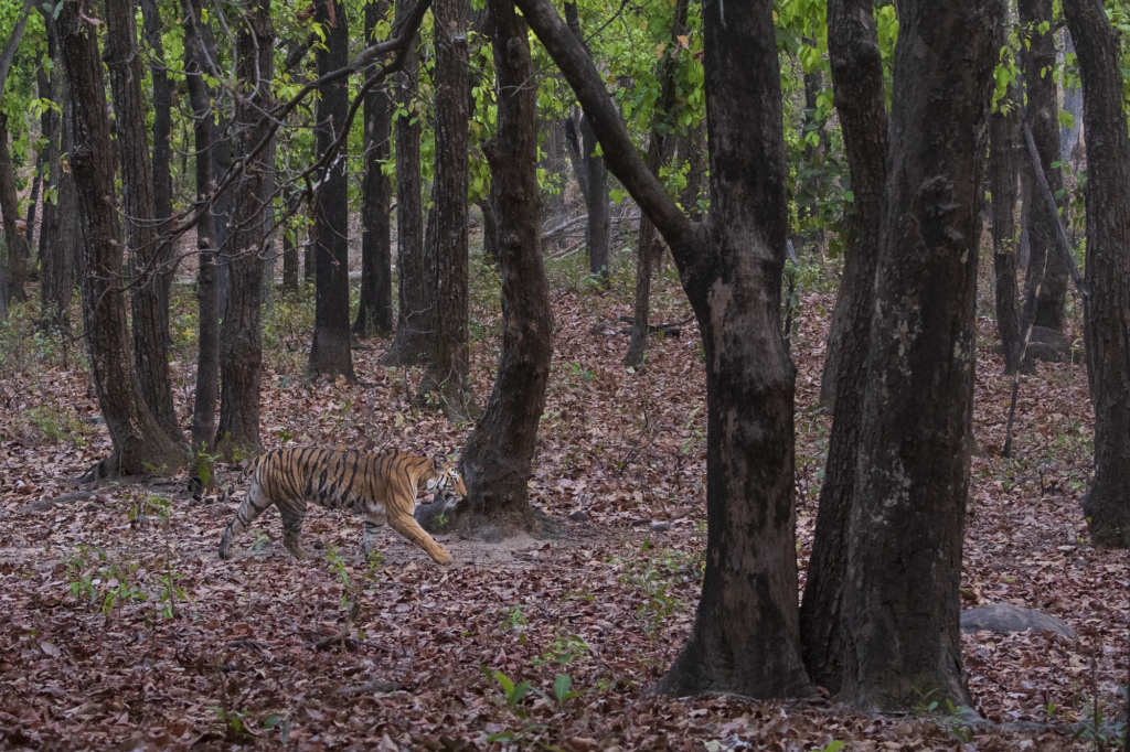 Tiger, tiger och tiger i Bandhavgarh och Tadoba nationalparker, Indien. Fotoresa med Wild Nature fotoresor. Foto: Henrik Karlsson