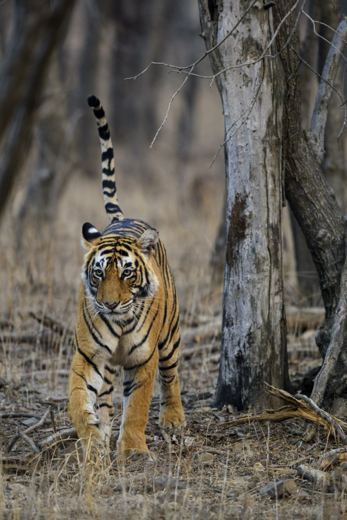 Tiger, tiger och tiger i Bandhavgarh och Tadoba nationalparker, Indien. Fotoresa med Wild Nature fotoresor. Foto: Henrik Karlsson