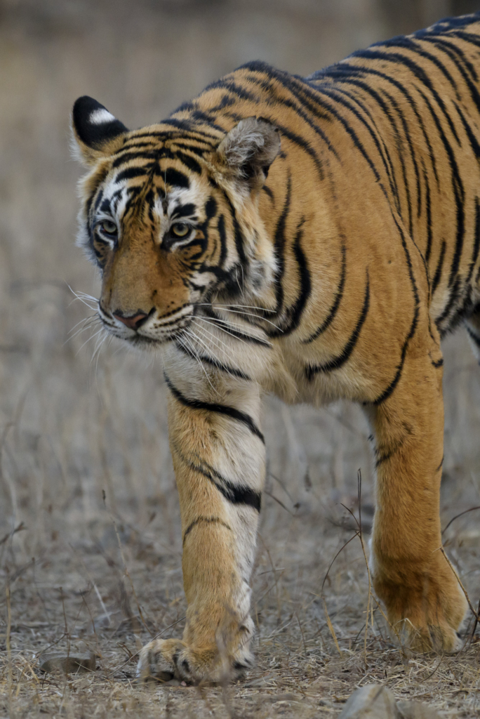 Tiger, tiger och tiger i Bandhavgarh och Tadoba nationalparker, Indien. Fotoresa med Wild Nature fotoresor. Foto: Henrik Karlsson