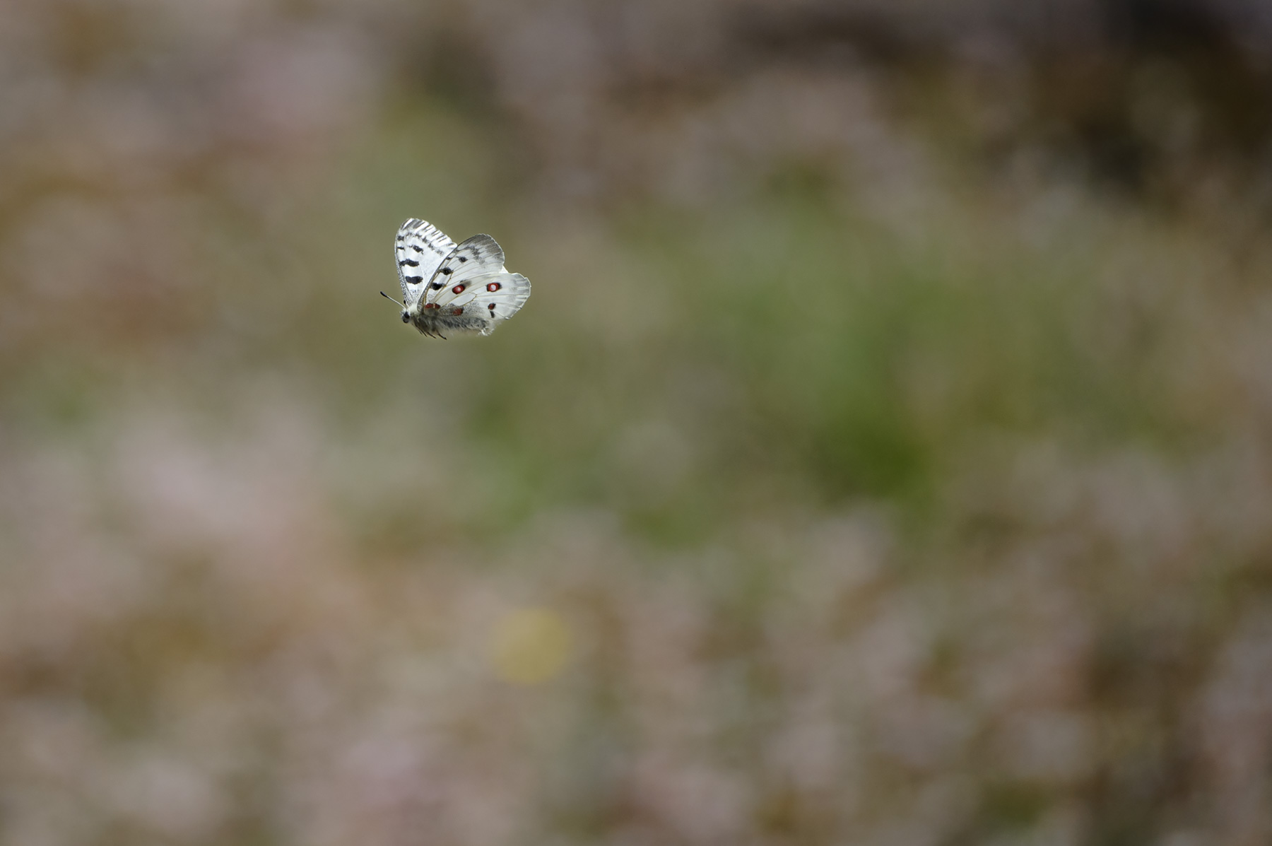 Högsommarens små flygande juveler, Gotland. Fotoresa med Wild Nature fotoresor. Foto: Henrik Karlsson