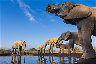 Mashatu, jättarnas land - Botswana. Fotoresa med Wild Nature fotoresor. Foto Henrik Karlsson