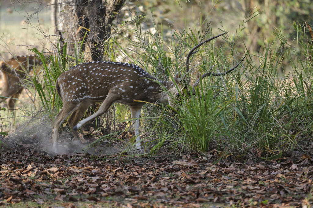 Tiger, tiger och tiger i Bandhavgarh och Tadoba nationalparker, Indien. Fotoresa med Wild Nature fotoresor. Foto: Henrik Karlsson