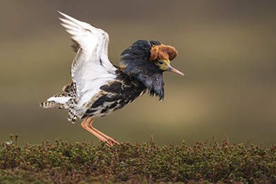 Arktiskt sommarfågelprakt i Varanger , Norge