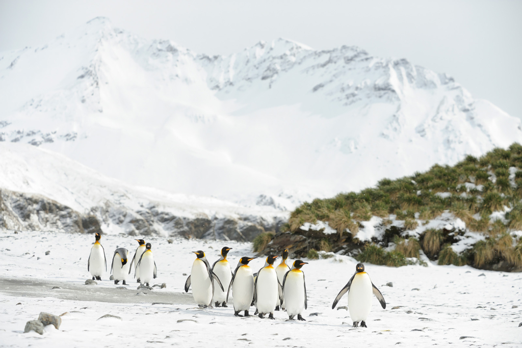 Det stora pingvinäventyret Falkland, Sydgeorgien och Antarktis. Fotoresa med Wild Nature fotoresor. Foto: Magnus Martinsson